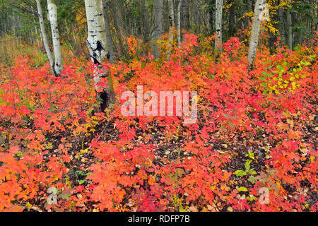 Bois d'Aspen avec wild rose d'automne dans le sous-bois, Fort Providence, Territoires du Nord-Ouest, Canada Banque D'Images