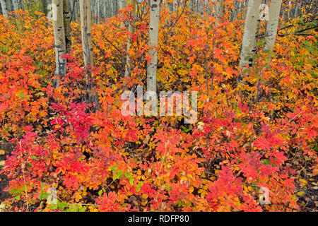 Bois d'Aspen avec wild rose d'automne dans le sous-bois, Fort Providence, Territoires du Nord-Ouest, Canada Banque D'Images