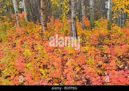 Bois d'Aspen avec wild rose d'automne dans le sous-bois, Fort Providence, Territoires du Nord-Ouest, Canada Banque D'Images