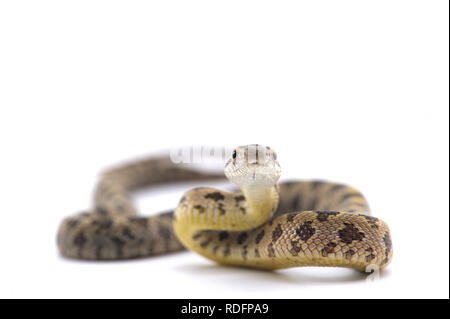 Serpent rat attack posent isolé sur fond blanc Banque D'Images