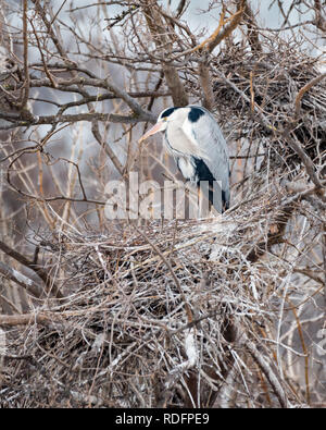 Seul un héron cendré (Ardea cinerea) oiseau posé dans un arbre (Vienne, Autriche) en hiver Banque D'Images