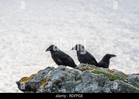 Trois jeunes des grands corbeaux / grand corbeau (Corvus corax) perché sur la roche sur falaise le long de la côte écossaise, Royaume-Uni Banque D'Images