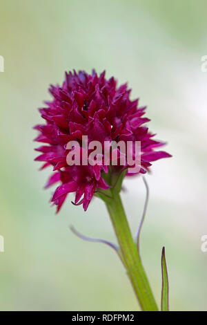 Orchidée vanille noire (Gymnadenia austriaca Nigritella nigra subsp. austriaca / / Nigritella austriaca) en fleurs dans les Alpes Banque D'Images