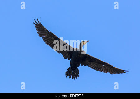 / Grand cormoran grand cormoran (Phalacrocorax carbo) battant contre le ciel bleu en été Banque D'Images