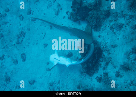 Une vue rare : deux requins léopards d'accouplement sur le récif des îles Similan National Park, Thaïlande Banque D'Images