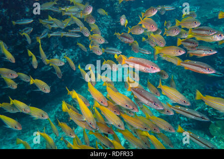 Grand essaim de vivaneaux et obèse yell brillant d'autres poissons de récifs de plongée à l'endroit de Richelieu Rock dans le parc national de Mu Koh Surin en Thaïlande Banque D'Images