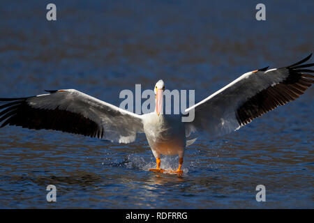Pélican blanc d'atterrissage sur l'eau Banque D'Images