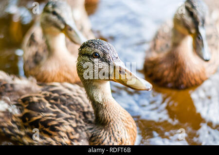 Close-up d'un groupe de jeunes Canards bruns, les canetons nageant ensemble dans le lac près de la côte, temps d'alimentation. Les oiseaux d'eau oiseaux d'espèces de la famil Banque D'Images