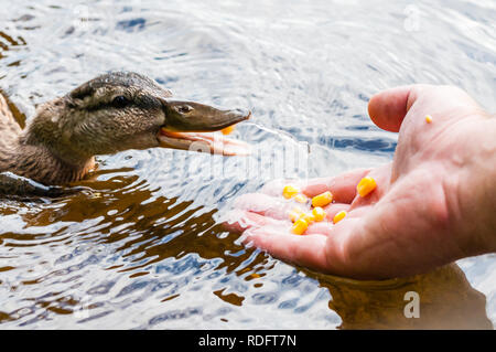 Brown canards, manger des grains de maïs canetons palm humaine part dans le lac près de la côte, temps d'alimentation. Espèces oiseaux d'eau dans la famille de la sauvagine Anati Banque D'Images