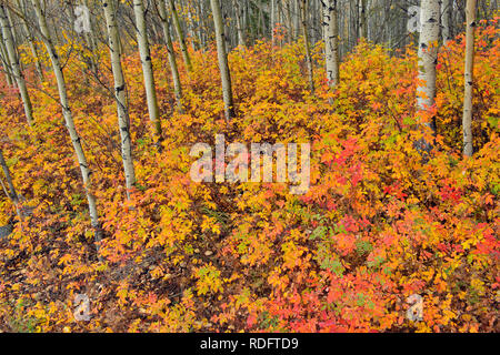 Bois d'Aspen avec wild rose d'automne dans le sous-bois, Fort Providence, Territoires du Nord-Ouest, Canada Banque D'Images