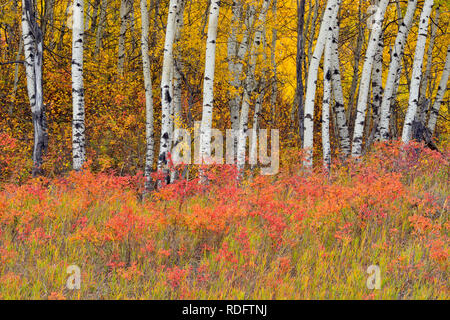 L'automne dans les peupliers de la vallée de la rivière Geikie, Manning, Alberta, Canada Banque D'Images