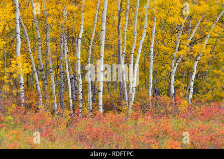 L'automne dans les peupliers de la vallée de la rivière Geikie, Manning, Alberta, Canada Banque D'Images