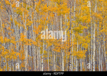 L'automne dans les peupliers de la vallée de la rivière Geikie, Manning, Alberta, Canada Banque D'Images