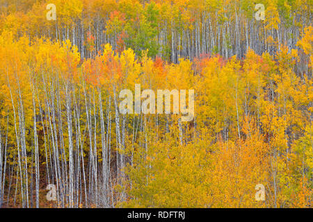 L'automne dans les peupliers de la vallée de la rivière Geikie, Manning, Alberta, Canada Banque D'Images