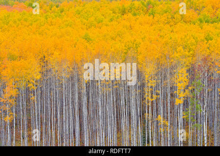 L'automne dans les peupliers de la vallée de la rivière Geikie, Manning, Alberta, Canada Banque D'Images