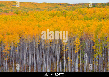 L'automne dans les peupliers de la vallée de la rivière Geikie, Manning, Alberta, Canada Banque D'Images