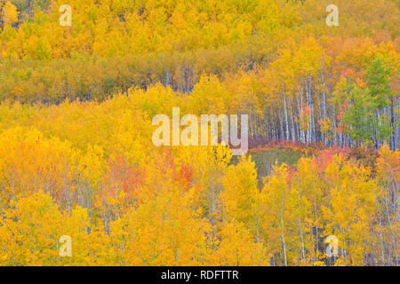 L'automne dans les peupliers de la vallée de la rivière Geikie, Manning, Alberta, Canada Banque D'Images