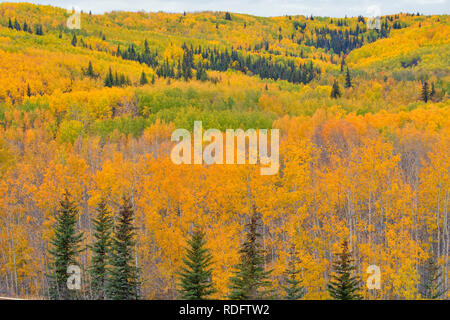 L'automne dans les peupliers de la vallée de la rivière Geikie, Manning, Alberta, Canada Banque D'Images