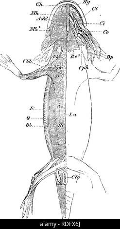 . Éléments de l'anatomie comparée des vertébrés. Anatomie, comparatif. Système musculaire 139 entre eux ; l'jmuscles perdent ainsi leur caractère intercostal, et forme des feuilles reliées, qui s'étend entre la dernière paire de côtes. Fig. 117.-l'Musoitlature Siredonpisciformis de. (Vue ventrale.) 0, couche extérieure de l'oblique externe, passant dans le fascia, qui est montré sectionnée à F ; l'Ob, couche interne de la même ; le muscle grand droit, nouveau, passant dans la musculature viscérale (sternohyoid^) à être, et à l'alis- pector major à P ; Mh, Mh ?-, antérieur et postérieur des parties de la Banque D'Images