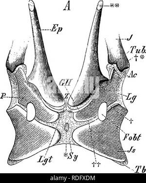 . Éléments de l'anatomie comparée des vertébrés. Anatomie, comparatif. 1:21 passage pelvien dans Wliales, dans lequel hind-membres sont désireux, jumelé des rudiments du isohio-région pubienne du bassin sont présents. Ils n'ont aucun lien les uns avec les autres et avec la colonne vertébrale. Dans les monotrèmes et marsupiaux des deux sexes, deux fortes soi- disant "os marsupial" (Fig. 100) découlent de la frontière antérieure du pubis, à droite et à gauche de la ligne médiane, et d'étendre l'avant dans une direction oblique ou directement intégrés dans l'outil. TubAlp rp 7 -7. Veuillez noter que ces images sont extraites de s Banque D'Images