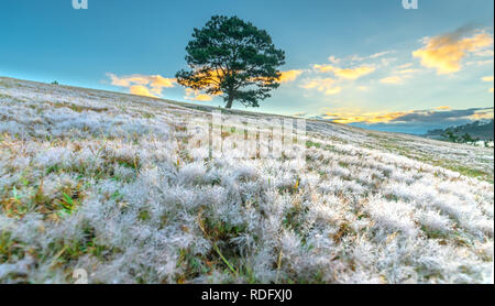 Lherbe Neige Magique Hill Et De Pins Laube Quand Le Soleil - 