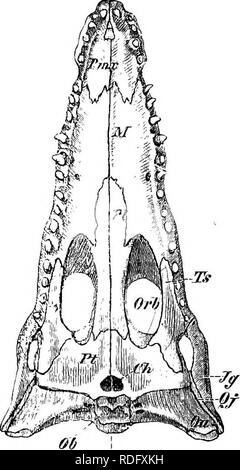 . Éléments de l'anatomie comparée des vertébrés. Anatomie, comparatif. 92 L'anatomie comparée la columelle ici aussi probablement survient en rapport avec l'extrémité supérieure de l'arc hyoïdien (voir p. 84), avec lequel il est continu en Hatteria. Le seul fait que l'os carré suspensorium pour les AIF : il peut être articulé witli le crâne (Ophidia/ plus Lacertilia) ou bien fixes (Hatteria, Chelonia, Crocodilia). Selon Gaupp, un squamosales est désireux de nez étroit et serpents, et d'un paraquadrate Hatteria, comparable à celle de l'Amphibia (p. 85) est présent dans presque tous les L Banque D'Images