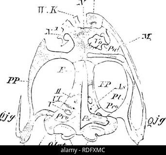 . Éléments de l'anatomie comparée des vertébrés. Anatomie, comparatif. 'Â ^^^ Socc Fn :. 6S.âRestoeation du crâne d'un Stegocephalax (du Carbonifère de la Bohême). (Après), Fritsch. Pmx prémaxillaire ; J/, maxillaire ; X, nasal ; Xn, narine ; - ?', frontal ; Pf, P ; préfrontal, pariétale ; Fp, Trou pariétal ; Socc, supraoccipital ; Br, appareil branchial : Oc, anneau sclérotique (os orbital.) ], la boîte cartilagineuse complète région ethmoïdale étant entièrement au premier abord, et plus tard devenir cartilagineux sclérosé par un sphenethmoid, qui J'/t.i. Huile Coce â ¢ Fu 69.âSkvll cidtnta^j de la PANA. V ventrale Banque D'Images