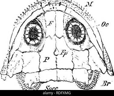 . Éléments de l'anatomie comparée des vertébrés. Anatomie, comparatif. Le crâne de l'ouverture d'Eustache. À l'exception de certaines petites régions (fenestrse) sur la face dorsale, le crâne de Aniu-un Forms un com- K â fc''.- !;5*# .J44, ^. 'Â ^^^ Socc Fn :. 6S.âRestoeation du crâne d'un Stegocephalax (du Carbonifère de la Bohême). (Après), Fritsch. Pmx prémaxillaire ; J/, maxillaire ; X, nasal ; Xn, narine ; - ?', frontal ; Pf, P ; préfrontal, pariétale ; Fp, Trou pariétal ; Socc, supraoccipital ; Br, appareil branchial : Oc, anneau sclérotique (os orbital.) ], la boîte cartilagineuse complète ethm Banque D'Images