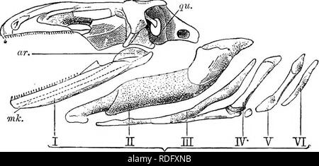 . Éléments de l'anatomie comparée des vertébrés. Anatomie, comparatif. 84 régions d'Anatomie Comparée, a très bien les relations décrites dans l'introduction à ce chapitre. Les capsules sonores (Figs. 63 à 65), qui sont liés ensemble par tracts cartilagineux dans la basi- et supra-régions occipitales, et deviennent généralement fortement ossifié plus tard par le exoccipitals prootics-show, et une nouvelle et importante modification par rapport à ceux des poissons en présence d'une ouverture, la fenestra ovalis, sur la face externe et la face inférieure de chaque. Cette fenestra est fermé par un cartilagi Banque D'Images