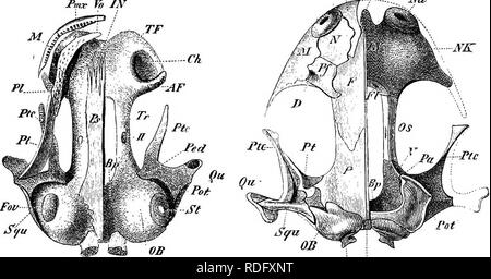 . Éléments de l'anatomie comparée des vertébrés. Anatomie, comparatif. Le crâne 83 JPmr à JN Pmx ^ Ma. Con- Fii !. 63.-SkulTj d'un jeune AxoLOTL. Vue ventrale. face Pco Fig. 64.-crâne de Salamandra atra (adulte). Vue dorsale. Tn..-. Veuillez noter que ces images sont extraites de la page numérisée des images qui peuvent avoir été retouchées numériquement pour plus de lisibilité - coloration et l'aspect de ces illustrations ne peut pas parfaitement ressembler à l'œuvre originale.. Baptist gmünder, Robert, 1848-1923 ; Parker, William Newton, 1857-1923. Londres, Macmillan Banque D'Images