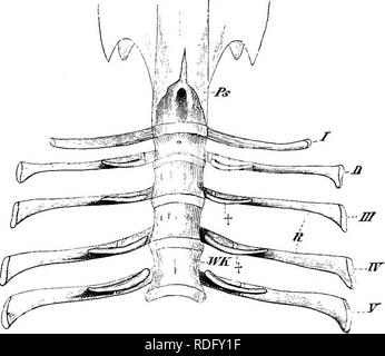 . Éléments de l'anatomie comparée des vertébrés. Anatomie, comparatif. 54 ANATOMIE COMPARATIVE Ganoidei, Teleostei, et Dipnoi-dans ces formulaires les côtes, ahiiost sans exception, sont liés à la partie ventrale de la notochorde (gaine) Dipnoans » ou avec le processus de base " (Ganoids et téléostéens, voir p. 38).-' c'est un point de différence entre les côtes de ces formes et ceux d'autres vertébrés : une autre c'est qu'ils sont toujours situés en dessous (interne à) les muscles, entre ces derniers et le péritoine (Fig. 40a, A, B, C). Les téléostéens dans les côtes sont à fi Banque D'Images