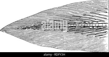 . Éléments de l'anatomie comparée des vertébrés. Anatomie, comparatif. La colonne vertébrale la colonne vertébrale, et dans ces poissons la face antérieure de vertèbres sont fusionnées en une seule masse. Dans la région caudale de l'Amia centra sont la plupart du temps double, un archless plèvre- ou post-centrtim avec celui d'un entre- ou pré-eentfy)n. Une condition similaire- se trouve dans le Jurassique, Eurycormus Ganoids et d'autres combustibles. En règle générale les élasmobranches et Ganoids possèdent un plus grand nombre d'vertebree (dans Alopecias vulpes il y a 365) de téléostéens, dans lequel nous avons rarement rencontrer plus de 70 : l'anguille, l'ho Banque D'Images