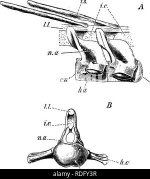 . Éléments de l'anatomie comparée des vertébrés. Anatomie, comparatif. 1CJF-- FiG. 27. -Partie de la colonne de BEAL- Veete Polyptenis. WK, centra ; BF, processus basal ; Oh, arches supérieur ; Ps, épine neurale.. Fig. 28.-partie de la colonne vertébrale de Lepidosteus. (Après Balfour et Parker.) vertèbre' de surface antérieure ; B, deux vertebrfe depuis le côté, ai, face antérieure face convexe, et cm^, postérieur face concave de l'centrum ; h.a, processus basal ; n.a, arcade supérieure ; j.c, intercalarj" les cartilages ; /./ ligament longitudinal, ; j.s, os interspinaux.. Veuillez noter que ces images sont Banque D'Images