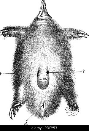 . Éléments de l'anatomie comparée des vertébrés. Anatomie, comparatif. Le tégument 27 glandes tégumentaires, qui sont bien avancés dans tous les mammifères sauf la des cétacés, sont de deux sortes, hobular et acineuse. L'ancien : le siveat-glandes et leurs diverses modifica- tions ; tant que ceux-ci sont décrits comme des glandes sébacées, et inclure le glandes susmentionnées des cheveux-sac, qui servent à l'huile sèche (Fig. 15 D, et 16, A et B), theprepufdal les glandes, les ganglions inguinaux de certaines glandes de Meibomius, le Eodents des paupières, et beaucoup d'autres. Il faut garder à l'esprit, h Banque D'Images