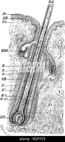 . Éléments de l'anatomie comparée des vertébrés. Anatomie, comparatif. Au 25 tégument plus ou moins d'accumulation de pigments dans les cellules de la couche corticale ; deuxièmement, à l'air contenu dans les espaces intercellulaires. Fi( !. 16-LoKGiTUDiNAL SiiCTioN, A. UNE TiiKoriiii Haik. (Diagraimiiatic.) Se, stratum corneum de strate, SM ; Malpighii ; Co, derme ; Ap, arrectores ; pili pi, le tissu adipeux ; F, couche longitudinale externe, et F^, transversale de la couche intérieure de la couche dermique (composé de deux des tissus conjonctifs) ; l'arbre, d'un sèche-Seh ; J/, 9 ; 7 ; 0 ?, cortex, cuticule de l'arbre ; WS, WS'', une externe Banque D'Images