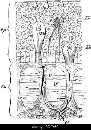 . Éléments de l'anatomie comparée des vertébrés. Anatomie, comparatif. 17 tégument couche épidermique dans de nombreux poissons [p. ex. Gyclostomi, Teleostei, et Dipnoi), et, comme il est mentionné à l'heure actuelle, dans les larves d'amphibiens, indique l'ancienne possession des cils (figures 10 et 11). -" Gohlet {eells-glandes unicellulaires) sont très abondants dans les nombreuses couches de l'épiderme Cyclostomes (surtout Myxinoids) et de poissons osseux, et sont extrêmement nombreux dans Protopterus. Protopterus enterre lui-même dans la boue pendant la saison sèche, et son integu- ment, qui, outre les nombreuses cellules caliciformes, également Banque D'Images