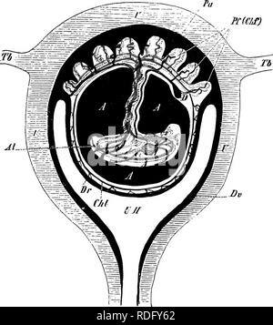 . Éléments de l'anatomie comparée des vertébrés. Anatomie, comparatif. INTRODUCTION 11 Ulaierally symétriques. Le tube neural, ou cavité cérébro-spinale, délimitée par les arcs vertébraux et crâne, contient le système central ner- TTOUS {hrain et la moelle épinière) ; le tube viscérale (ccelome, p. 8, Fig. 7) contient les viscères (tube digestif, organes urogénital -, &amp;c.),et ses parois musculaires peuvent être renforcées par une série l'f(NSI). Fig. 9.-Section schématique de l'Uteris gravides. U, de l'utérus ; E, la tuberculose, les trompes de Fallope ; euh, cavité utérine ; Dv, deeitlua vera, qui à pu pas Banque D'Images