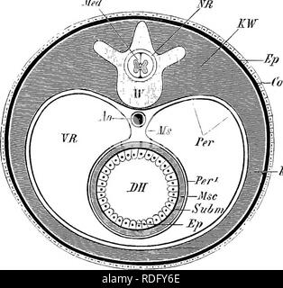 . Éléments de l'anatomie comparée des vertébrés. Anatomie, comparatif. L'anatomie comparée 8 somatoi&gt;leure, et ce dernier, de concert avec l'hypoblaste, le svlanchnovleure. La séparation de ces cavités est la cavité du corps ou coelome (Fig. 1)} et est bordée par un épithélium. La partie dorsale du mésoblaste qui se trouve de chaque côté de la ligne médiane au début devient segmenté transversalement pour former une série o± mesoUastw protoverteirw ou somites, qui perdent leurs cavités (Fig. 6, A et ±5} et s'inquiètent de la formation de la colonne vertébrale, les muscles du corps, et l'appareil urogénital. Un Banque D'Images