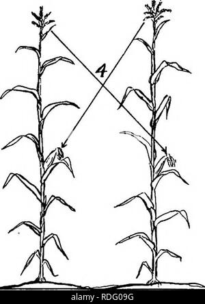. Les cultures de maïs : une discussion sur le maïs, et le sorgho comme kafirs, cultivé aux États-Unis et au Canada. Maïs, sorgho, maïs kafir. . Veuillez noter que ces images sont extraites de la page numérisée des images qui peuvent avoir été retouchées numériquement pour plus de lisibilité - coloration et l'aspect de ces illustrations ne peut pas parfaitement ressembler à l'œuvre originale.. Montgomery, Edward Gerrard, 1878-. New York, The Macmillan Company Banque D'Images