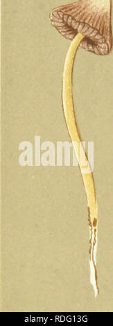 . Illustrations de champignons hyménomycètes (britannique) pour servir d'atlas pour le "Manuel de champignons britannique". Les champignons, la botanique. PRATELLI. QrJi PL. 696.. {PSATHYRA MICRORHIZUS AQARICUS). Loquet, dans les jardins, S^-c.. Veuillez noter que ces images sont extraites de la page numérisée des images qui peuvent avoir été retouchées numériquement pour plus de lisibilité - coloration et l'aspect de ces illustrations ne peut pas parfaitement ressembler à l'œuvre originale.. Cooke, M. C. (Mordecai Cubitt), b. 1825 ; Cooke, M. C. (Mordecai Cubitt), b. 1825. Handbook of British champignons. Londres, Williams et Norgate Banque D'Images