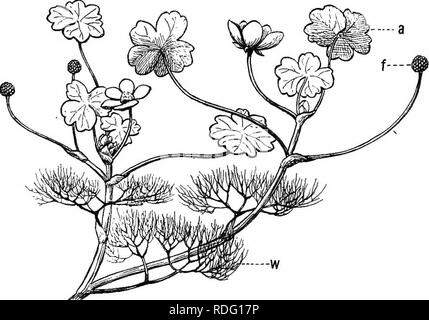 . L'hérédité et l'évolution chez les végétaux. L'hérédité, les plantes. 86 L'hérédité et l'ÉVOLUTION CHEZ LES VÉGÉTAUX 2. L'hypothèse de Lamarck.-l'naturahst français, Lamarck, enseigne que tous les êtres vivants ont été dérivées de formes préexistantes ; que les effets de l'utilisation et l'abandon causé des changements dans la structure du corps ; que ces changements ont été hérités et accentué de génération en génération ; que, en cours d'utilisation, les personnes ayant les modifications de plus grande perfection ont survécu, tandis que d'autres par-. FlG. 46.-{Ranuncahis la renoncule d'eau aquatilis), montrant les feuilles aériennes [a), et des feuilles aquatiques {w). f, fruits. Banque D'Images