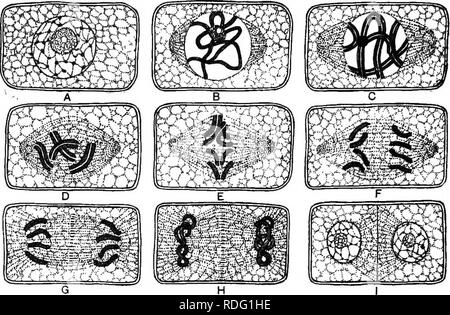 . L'hérédité et l'évolution chez les végétaux. L'hérédité, les plantes. 36 L'hérédité et l'ÉVOLUTION DANS LES PLANTES 28. Nature et de la méthode de réduction.-afin de comprendre à fond la fertilisation et une réduction doit avoir une connaissance de la structure et le comportement du noyau dans la cellule-cellule et division-fusion. Cette question est trop difl&amp;cult et trop étendu à être bien traités. Fig. 30.-Diagramme illustrant les différentes étapes de la mitose (division nucléaire indirecte). Au repos, un noyau de la cellule-mère ; B, la formation de pelote nucléaire ou spirem ; C, rupture longitudinale de l'spirem ; D, les chromosomes (quatre Banque D'Images