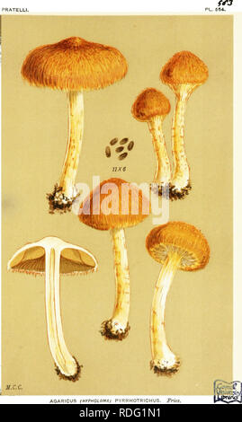. Illustrations de champignons hyménomycètes (britannique) pour servir d'atlas pour le "Manuel de champignons britannique". Les champignons, la botanique. PRATELLI.. UrPHOLOMA PYRRHOTRICHUS (Agaricus), frites, sur, la terre. Diwmore. Sept, 1884.. Veuillez noter que ces images sont extraites de la page numérisée des images qui peuvent avoir été retouchées numériquement pour plus de lisibilité - coloration et l'aspect de ces illustrations ne peut pas parfaitement ressembler à l'œuvre originale.. Cooke, M. C. (Mordecai Cubitt), b. 1825 ; Cooke, M. C. (Mordecai Cubitt), b. 1825. Handbook of British champignons. Londres, Williams et Norgate Banque D'Images