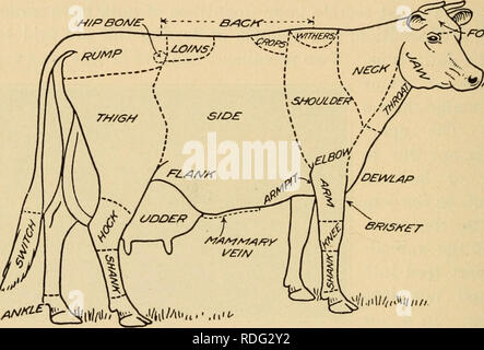 . L'agriculture efficace, un texte-livre pour les écoles américaines. L'agriculture. 354 l'agriculture efficace Remarque FIG. 142, la capacité externe et le développement de la mamelle, parties de la vache laitière. 185. Races de bovins laitiers. - Le directeur races de bovins laitiers soulevées aux États-Unis sont Jersey, Guernesey, Holstein Friesian-, et l'Ayrshire. Races secondaires sont Dutch Belted et Brown Swiss. Toutes ces races, provient de l'Europe. New Jersey. - La race Jersey est originaire de l'île de Jersey, qui se trouve dans la Manche environ treize kilomètres H/PBOA/£r^ !* -. j'^^^eNEAO 4 PO/''it&gt;Miiii- Fig. 142. - Banque D'Images