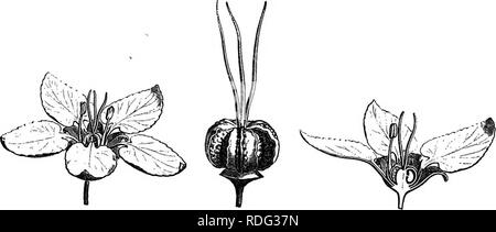 . L'histoire naturelle des plantes. La botanique. Son naturel 440 TOBY DE PLANTES. seulement, ou rarement deux, est largement développée, les autres restant rudimentaire. C'est la même chose avec Tristellateia, habitant Madagascar et tropicales d'Océanie, d'avoir un calice sans glandes ou unguiculate avec rudimentaire, pétales, fleurs en grappes, et un fruit dont le samaree sont meublées avec un marginal dans l'aile circulaire lobes inégaux, rigide, ensemble ou pas à l'apex, l'épandage rappelant une étoile, souvent avec une crête dorsale de petite taille et plus ou moins profondément laciniate. Dinemandra glanca.. Fig. 443. La fleur (f). Fig. 446. Banque D'Images