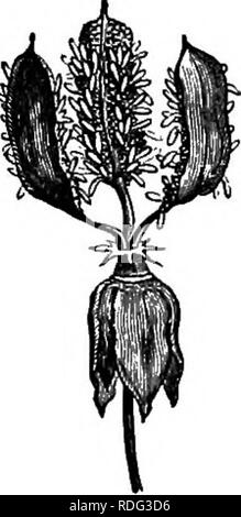 . L'histoire naturelle des plantes. La botanique. Fig. 348. Les semences. Fig. 346. Dehiscing fruit (f). Fig. 347. Fruits, Y^ves détachés. Fig. 349. Long, de secte, de semences. Sypericum perforatum. Genres,^ ont, avec l'ensemble de caractères et l'Vismia bouring neigh- genres, certains traits particuliers qui ont servi à distin- distinction une tribu d'Eypericece. Ces pétales sont : les personnes glabres et sans appendices ; un fruit dehiscing interlocular ou partitions au placenta et les graines ; pas ailé, l'embryon de ce qui, droite ou courbe, a cotyle- dons d'ordinaire plus longtemps que la radicule. Dans certaines espèces Banque D'Images