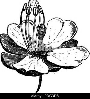 . L'histoire naturelle des plantes. La botanique. SAPINDAOE^. 365 mais les quatre pétales sont démunis de l'appendice ; réceptacle élargi est meublé d'un grand, aplati, unilatérale disque ; le fruit est capsu- lar, loculicidal, puis dans la partie septicidal ; les trois cellules sont séparées Coisignia boriomen.. Veuillez noter que ces images sont extraites de la page numérisée des images qui peuvent avoir été retouchées numériquement pour plus de lisibilité - coloration et l'aspect de ces illustrations ne peut pas parfaitement ressembler à l'œuvre originale.. Baillon, Henri Ernest, 1827-1895 ; Hartog, Marcus Manuel, 1851-. Londres, L. Reeve Banque D'Images