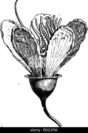 . L'histoire naturelle des plantes. La botanique. MELASTOMA CE^. 21 {Meriania Clamsenii Davya). d'une sorte de société wiag aux deux extrémités ; Axincea, le réceptacle de "ce qui est souvent plus court et plus large, mais l'organisation du reste de la fleur est la même, avec une prolongation de la dorsale plus épais tissu conjonctif, agrandi le basCj et graines semblables à celles d'Meriania bonne. Huberia brésilien, arbustes, dispose d'un la- geniform fiche femelle, avec la fleur de mais tetramerous Meriania, avec étamines ; appendice dorsal moins développées, et des fleurs en cymes. Les graines sont ailées, tandis qu'on dit qu'ils sont b Banque D'Images