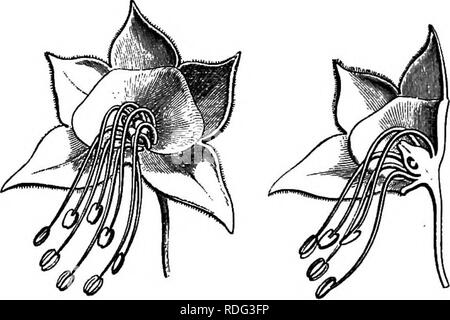 . L'histoire naturelle des plantes. La botanique. SAPINDAOEM. Le gynseceum 367 n'est pas parfaitement connue. Dodonceas^ sont, au contraire, connu dans toutes leurs parties et placée par tous dans cette famille, bien qu'ils n'ont pas le disque, avec les caractères qu'il présente généralement. Dans les fleurs mâles, c'est vouloir ou très peu de deve- développé ; chez la femme, c'est à l'intérieur de la étamines. Le périanthe est exclusivement formé d'un nombre variable de sépales, de deux à six, valvaires ou imbriqué. Il y a cinq à huit étamines, et les cellules de l'ovaire, deux à six en nombre, contiennent chacune deux ovules oblique, à la fois asce Banque D'Images