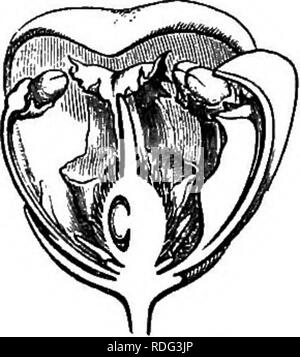 . L'histoire naturelle des plantes. La botanique. L'age. 344. Bourgeon (f). Fig. 346. Fleur. Fig. 346. Section longitudinale de fleur. biovulate trois cellules, et par l'intérieur avec des appendices qui les pétales sont fournis. Ceux-ci sont au nombre de trois, valvaires ou, beaucoup plus souvent, imbriqué. Il y a souvent été décrit comme quatrième et cinquième pétales * un simple ou double à l'arrière d'origine langue maternelle 1 petite ou moyenne, blanchâtre. 2 "Mur. Roxb. M. Ind. ii. 308.-Hook. f. &Amp ; Thoms. Fl. / Ind. de i. 206.-MiQ. Fl. Ind.-bat. i. 209 ; Suppl. i. 520 ; t. 44.-Benth. Fl. Songk. 70. Walp. Ann. iv. 138 ; vii. 639. 3 Bl. Fl. Banque D'Images